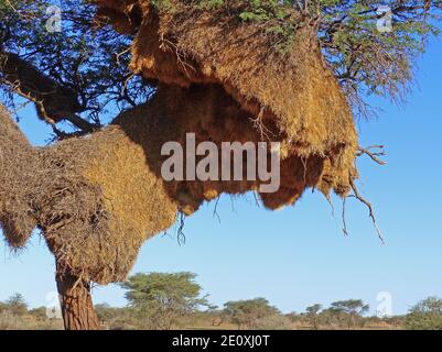 Weaver Bird Nest on A Tree, Nest of Sociable Weaver Birds, Kalahari, Namibie Banque D'Images