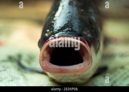 Le poisson pris sur le filet avec la grande bouche dans un étang du village Banque D'Images