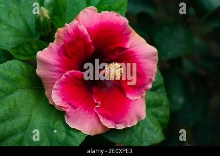 Rouge et blanc cassé Joba ou rouge coloré grand hibiscus rosa-sinensis Banque D'Images