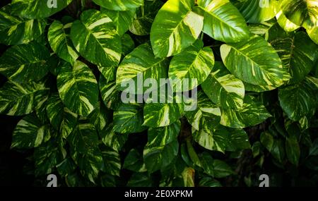 Plantes de décoration de feuilles de philodendron-variégé ou Epipremnum pinnatum Banque D'Images