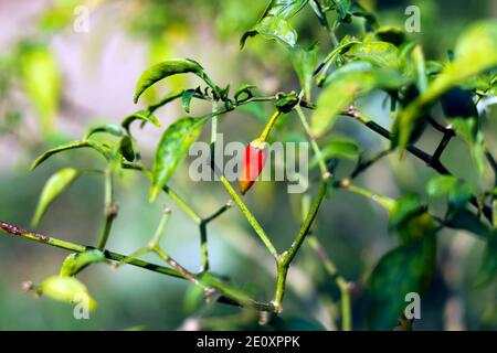 Un piment rouge et vert avec un seul arbre Banque D'Images