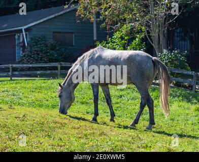 Des chevaux gris parés sur une prairie herbeuse dans les terres agricoles. Photo de voyage, vue sur la rue, mise au point sélective Banque D'Images