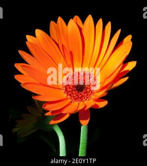 Marguerite transvaale, (Gerbera hybrida) Banque D'Images