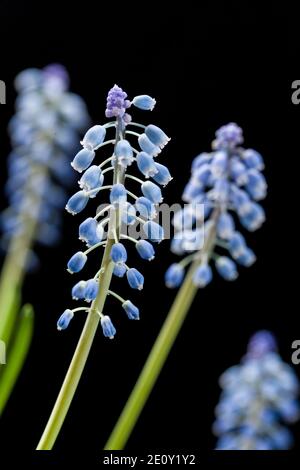 Grape hyacinth (Muscari botryoides, Pärlhyacint) Banque D'Images