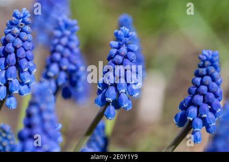 Grape hyacinth (Muscari botryoides, Pärlhyacint) Banque D'Images