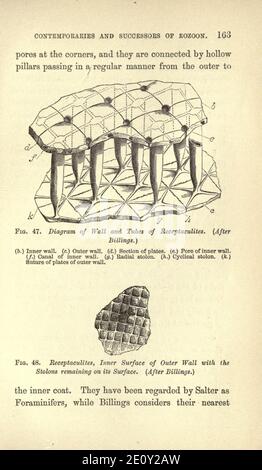 L'aube de la vie sur terre (page 163) Banque D'Images