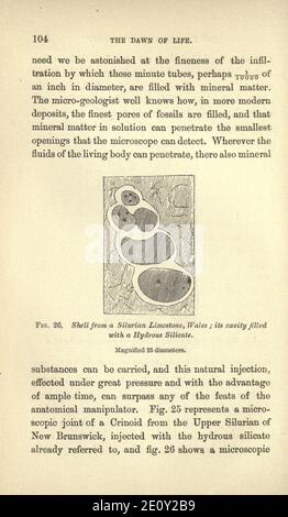 L'aube de la vie sur terre (page 104) Banque D'Images