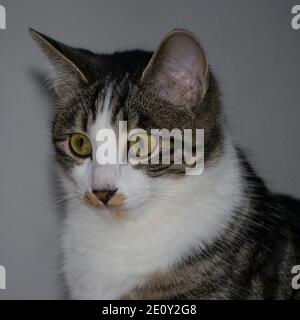 portrait d'un chat tabby sur fond gris Banque D'Images