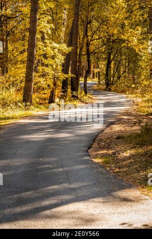 Route asphaltée étroite à travers la forêt d'automne. Banque D'Images