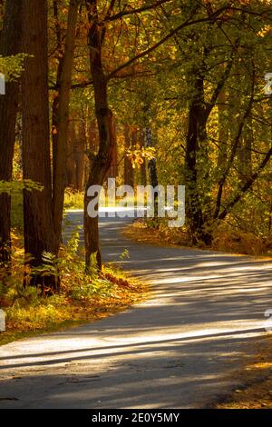 Route asphaltée étroite à travers la forêt d'automne. Banque D'Images