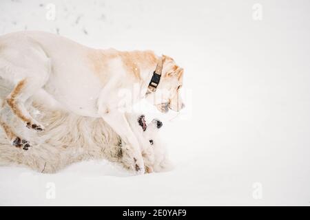 Drôle de jeune chien blanc Samoyed ou Bjelkier, Smiley, Sammy et Labrador jouant ensemble en plein air dans neige Snowdrift, saison d'hiver. Animaux de compagnie amusants à l'extérieur Banque D'Images