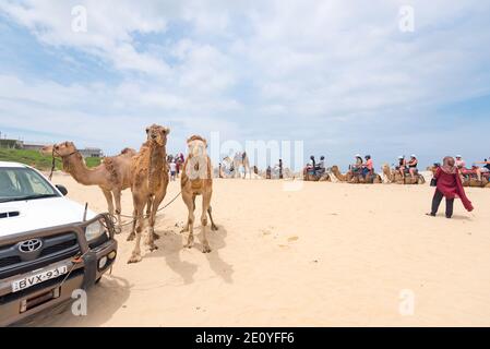 Les promenades à dos de chameau sont très populaires auprès des visiteurs de la plage de Birubi, près de la baie d'Anna et de Nelson, à Port Stephens, sur la côte nord de la Nouvelle-Galles du Sud en Australie Banque D'Images