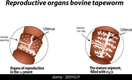 La structure des organes reproducteurs du ténia bovin. Infographies. Illustration vectorielle sur un arrière-plan isolé Illustration de Vecteur