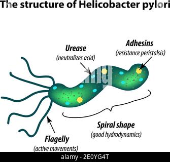 La structure de Helicobacter pylori. Infographies. Illustration vectorielle sur un arrière-plan isolé Illustration de Vecteur