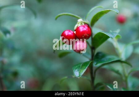 Mûre lingonberry dans la forêt sur une brousse de près Banque D'Images