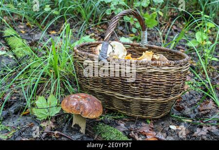 Un panier de champignons est sur le sol de la forêt, et un champignon porcini pousse à proximité Banque D'Images