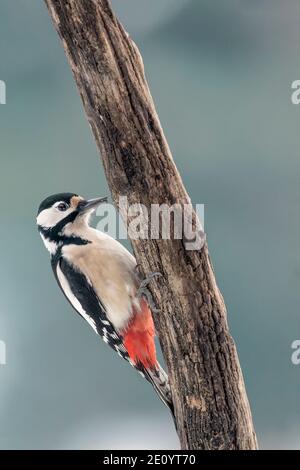 Le grand pic tacheté drumming sur tronc d'arbre (Dendrocopos Major) Banque D'Images