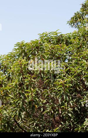 Dense habit droit, Laurel Sumac, Malosma Laurina, Anacardiaceae, marais d'eau douce de Ballona, côte sud de la Californie, automne. Banque D'Images