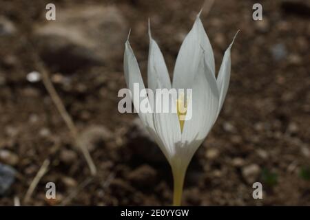 Crocus vallicola. Montagnes du Caucase dans la République de Karachay-Cherkess, réserve naturelle de Teberda, Russie. Banque D'Images