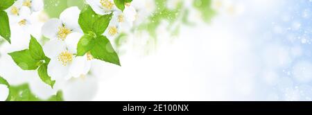 Les fleurs de jasmin fleurissent sur les buissons par une journée ensoleillée. Faible profondeur de champ. Arrière-plan du modèle de carte de vœux Banque D'Images