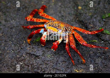 Crabe rouge (Grapsus grapsus), également connu sous le nom de Sally Lightfoot, île Floreana, Galapagos, Équateur, Amérique du Sud Banque D'Images