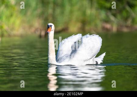 Mute Swan (cygnus olor), Rhin, Canton de Zurich, Suisse, Europe Banque D'Images