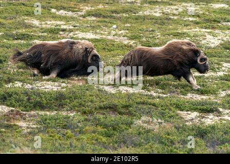 Deux boeufs musqués (Ovibos moschatus) se disputent dans la toundra du parc national de Dovrefjell, en Norvège, en Europe Banque D'Images