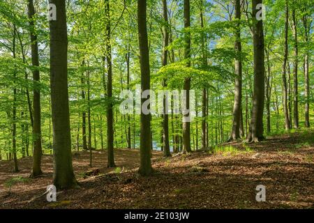 Forêt de hêtre, Grumsiner Forst, site classé au patrimoine mondial de l'UNESCO, Brandebourg, Allemagne, Europe Banque D'Images