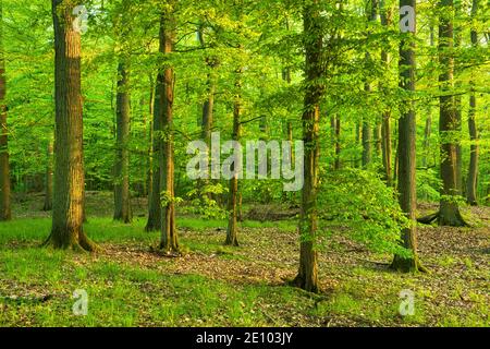 Forêt mixte à feuilles caduques, Grumsiner Forst, site classé au patrimoine mondial de l'UNESCO, Brandebourg, Allemagne, Europe Banque D'Images