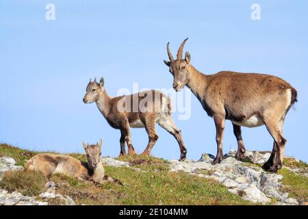 Capricorne (Capra ibex), Ibex, Suisse, Europe Banque D'Images