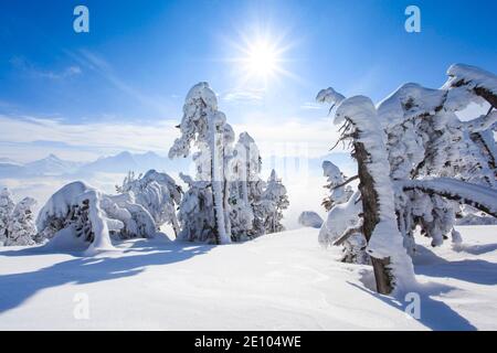 Alpes bernoises, vue de Niederhorn, Suisse, Europe Banque D'Images