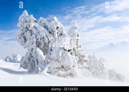 Alpes bernoises, vue de Niederhorn, Suisse, Europe Banque D'Images