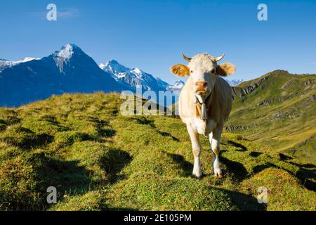 Vache devant Eiger et Jungfrau, Oberland bernois, Suisse, Europe Banque D'Images