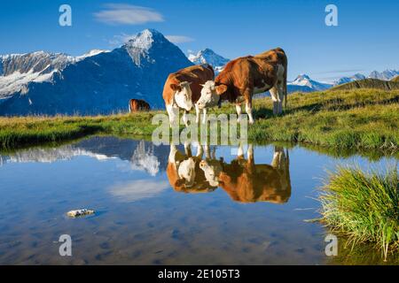 Vaches devant Eiger et Jungfrau, Oberland bernois, Suisse, Europe Banque D'Images