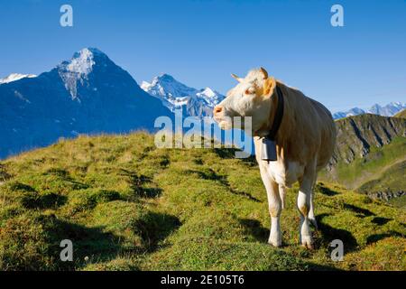 Vache devant Eiger et Jungfrau, Oberland bernois, Suisse, Europe Banque D'Images