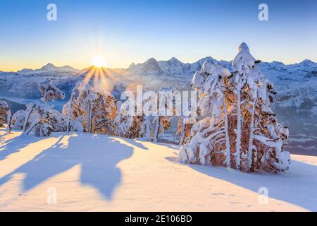 Alpes bernoises, vue de Niederhorn, Suisse, Europe Banque D'Images