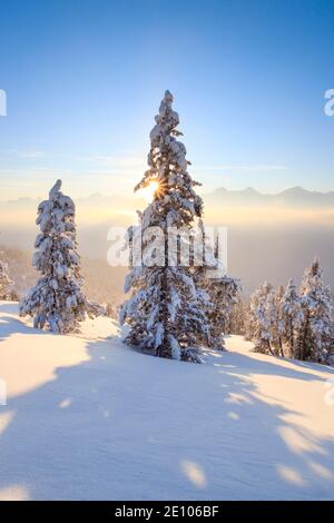 PIN de montagne, Alpes bernoises, Suisse, Europe Banque D'Images