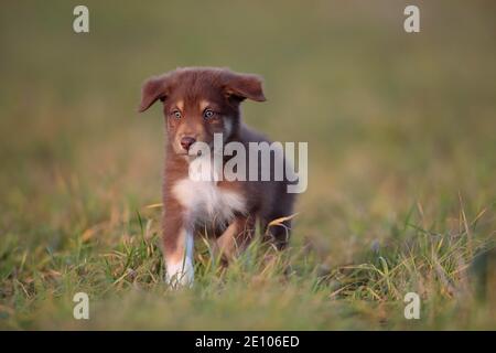 Chiot Berger australien traversant la prairie, Rhénanie-Palatinat, Allemagne, Europe Banque D'Images