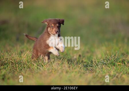 Chiot Berger australien traversant la prairie, Rhénanie-Palatinat, Allemagne, Europe Banque D'Images