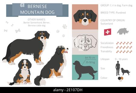 Infographie sur le chien de montagne bernois. Différentes poses, Bernese sennenhund chiot. Illustration vectorielle Illustration de Vecteur