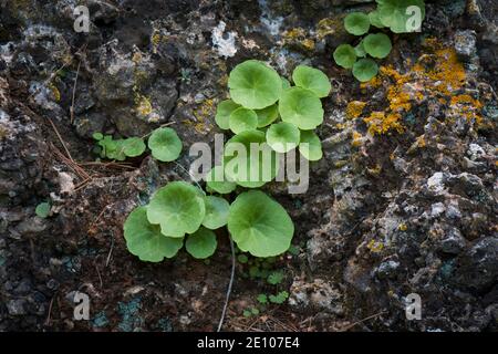 Ombilic rupestris, navelwort, penny-pies, mur ombelle, poussant sur un rocher, Andalousie, espagne. Banque D'Images