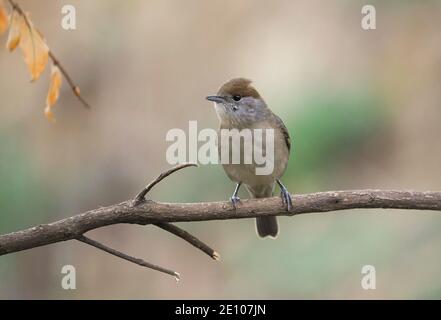 Casquette de noir eurasienne, (Sylvia atricapilla) femelle perchée sur une branche en automne, Espagne. Banque D'Images