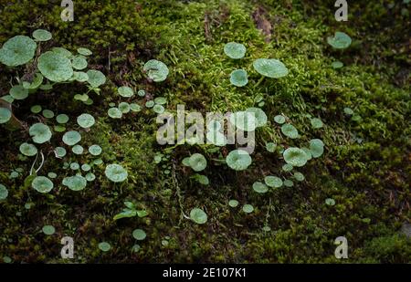 Ombilic rupestris, navelwort, penny-pies, mur ombelle, poussant sur un rocher, Andalousie, espagne. Banque D'Images