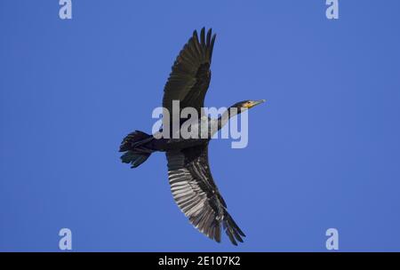 Grand cormorant (Phalacrocorax carbo) volant, Guadalhorce, Andalousie, espagne. Banque D'Images