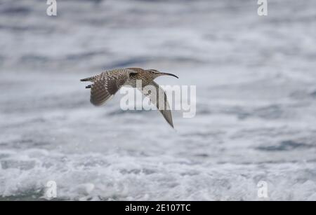 Whimrel, whimbourin eurasien (Numenius phaeopus) en hiver volant le long de la côte, Andalousie, sud de l'Espagne. Banque D'Images