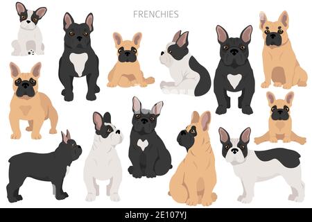Des bouldogs français dans différentes poses. Kit pour adulte et chiot. Illustration vectorielle Illustration de Vecteur