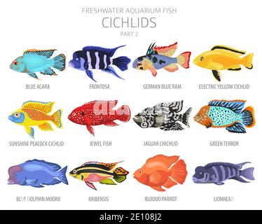 Poisson cichlidés. Poisson d'aquarium d'eau douce icône ensemble plat style isolé sur blanc. Illustration vectorielle Illustration de Vecteur