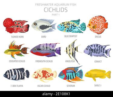 Poisson cichlidés. Poisson d'aquarium d'eau douce icône ensemble plat style isolé sur blanc. Illustration vectorielle Illustration de Vecteur