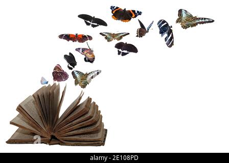 vieux livre avec beaucoup de papillons colorés volant sur blanc arrière-plan Banque D'Images