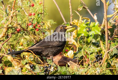 Blackbird, Blackbird mâle, baies d'hiver, perchée au-dessus d'un jardin britannique décembre 2020 Banque D'Images